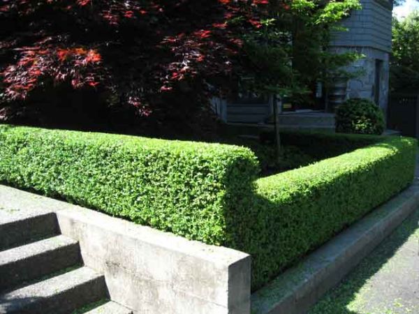 Classic hedge country backyard