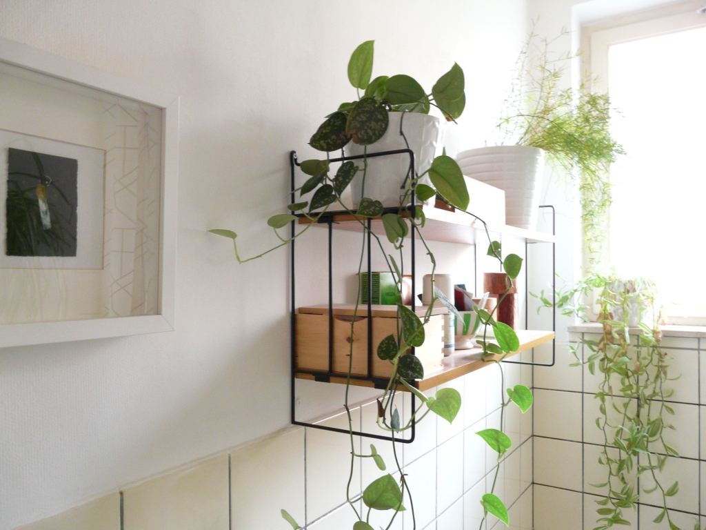 Bathroom plants on shelves