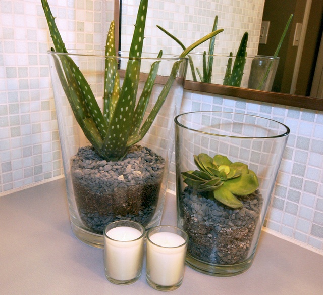 Best Plants That Suit Your Bathroom Fresh Decor Ideas