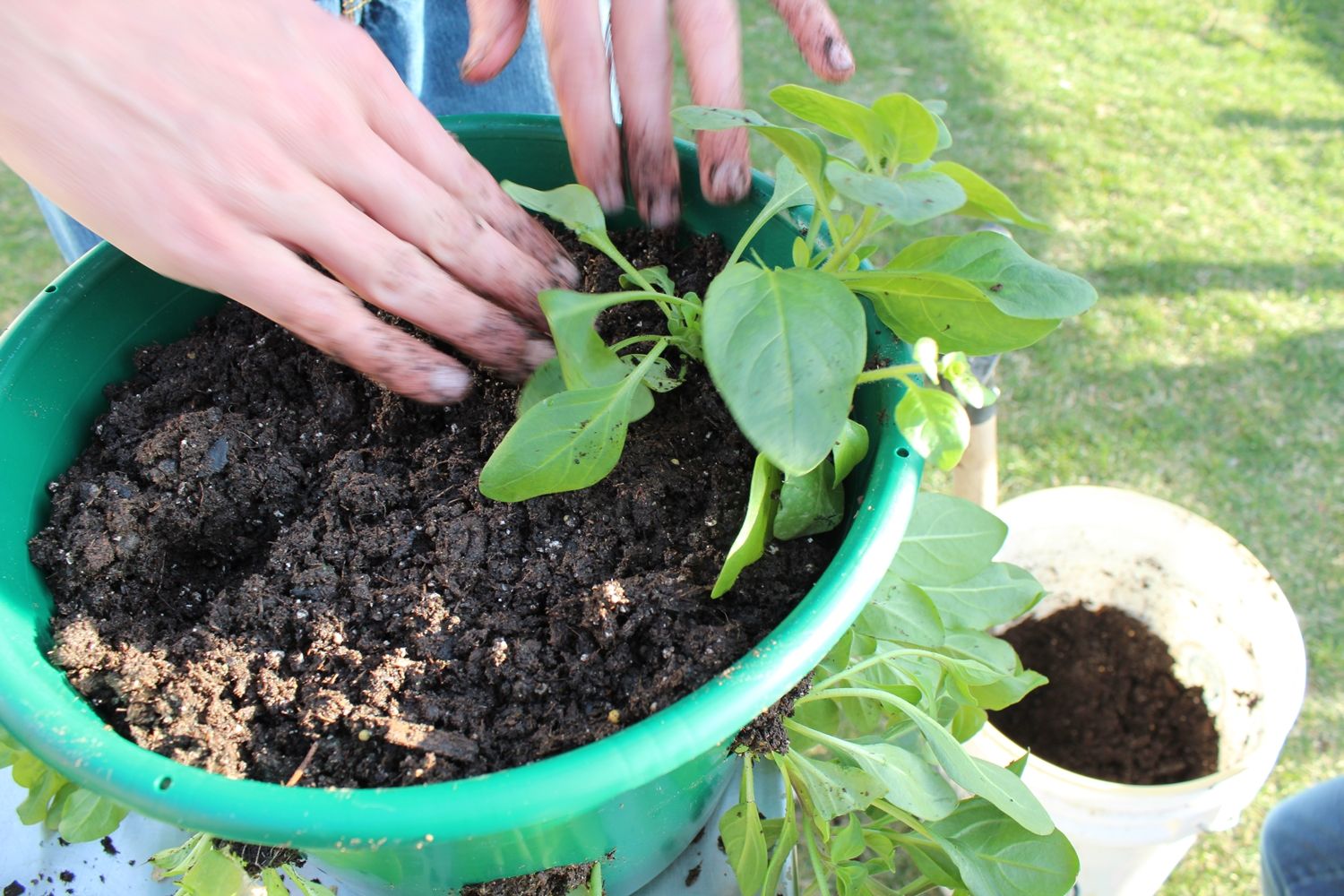 How to plant a hanging basket