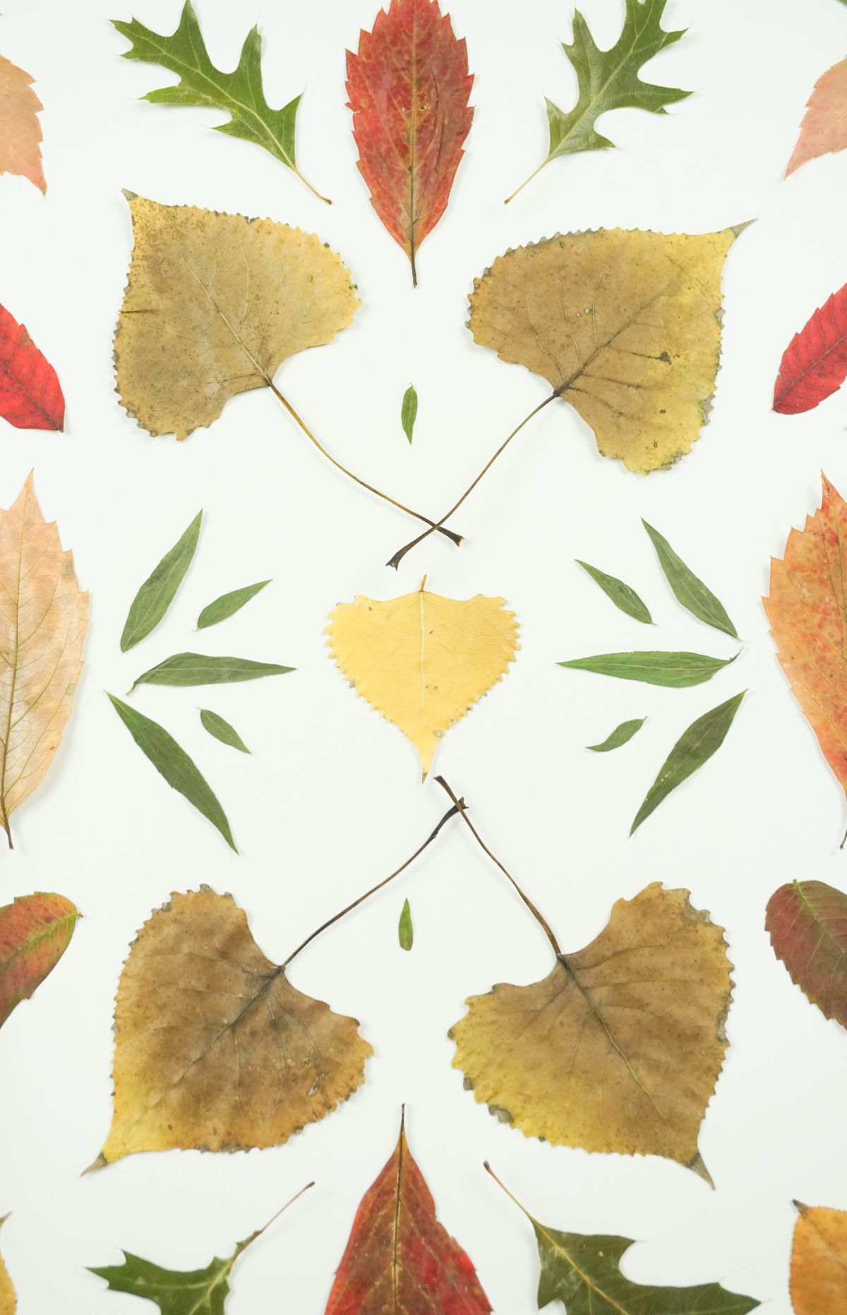 Autumnal Pressed Leaf Art Closer Look