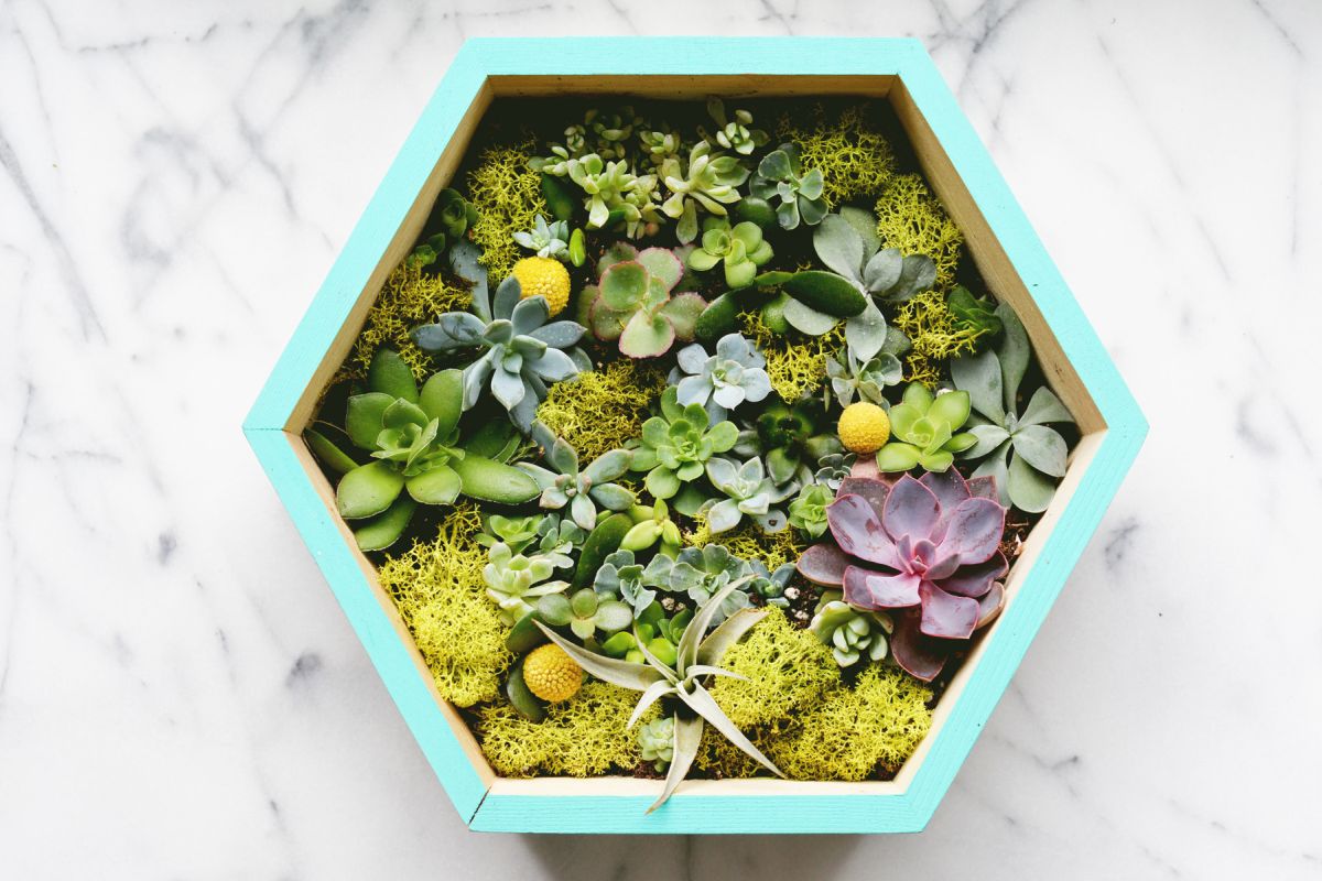 DIY Succulent Wall Planter Closer