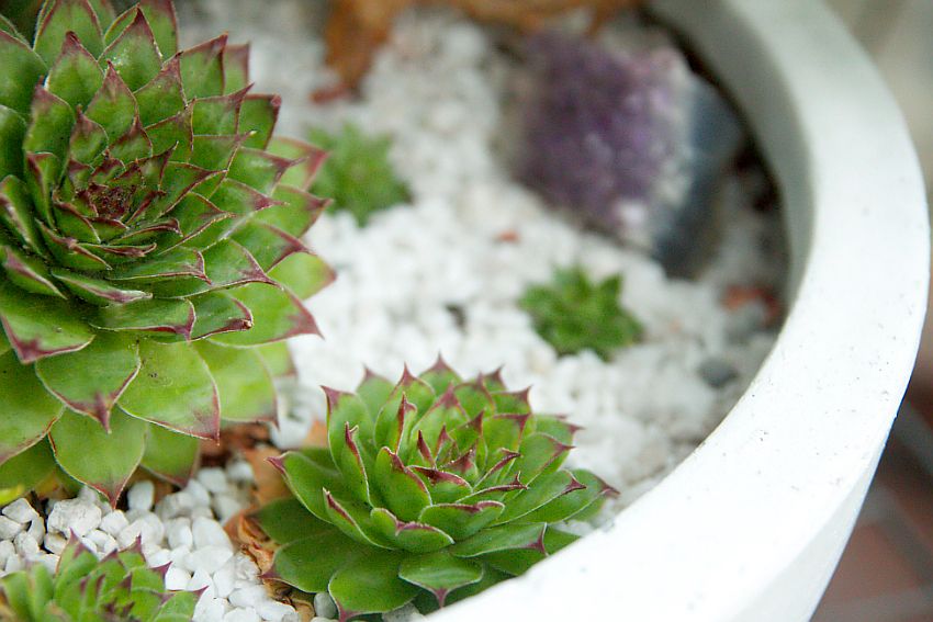 Sempervivum pups