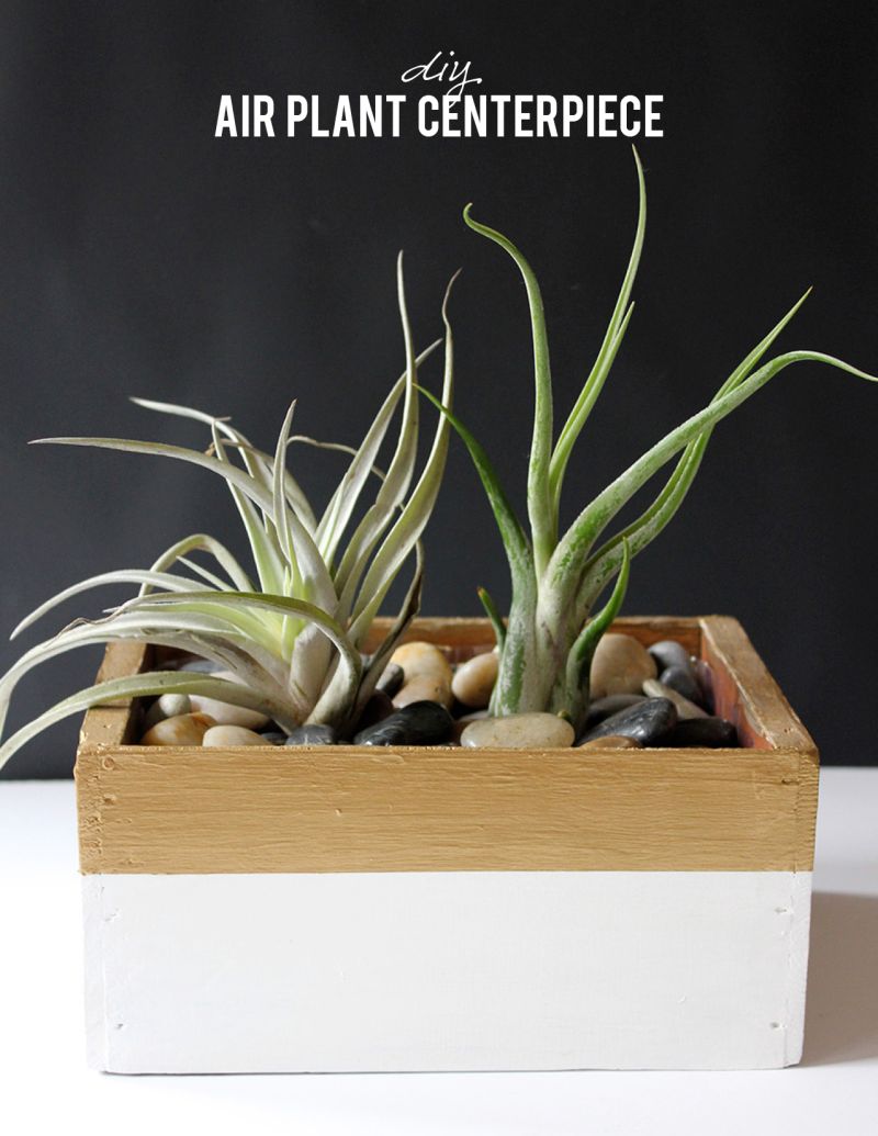 Air plant table centerpiece