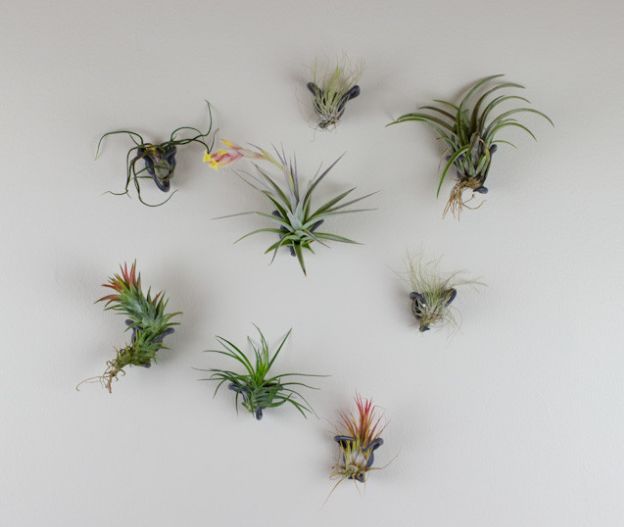 Wall hanging air plants