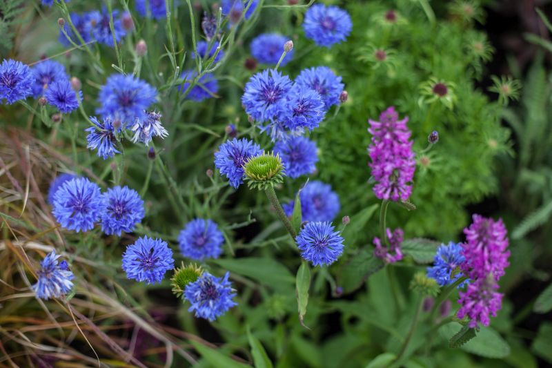 Add color in backyard with flowers