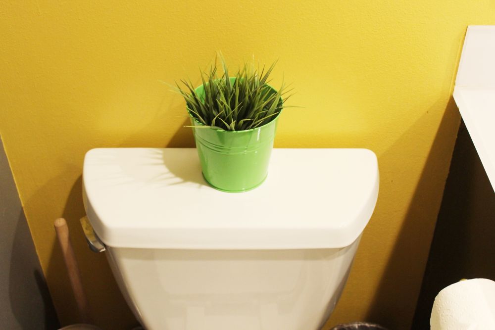 Green plants on toilet