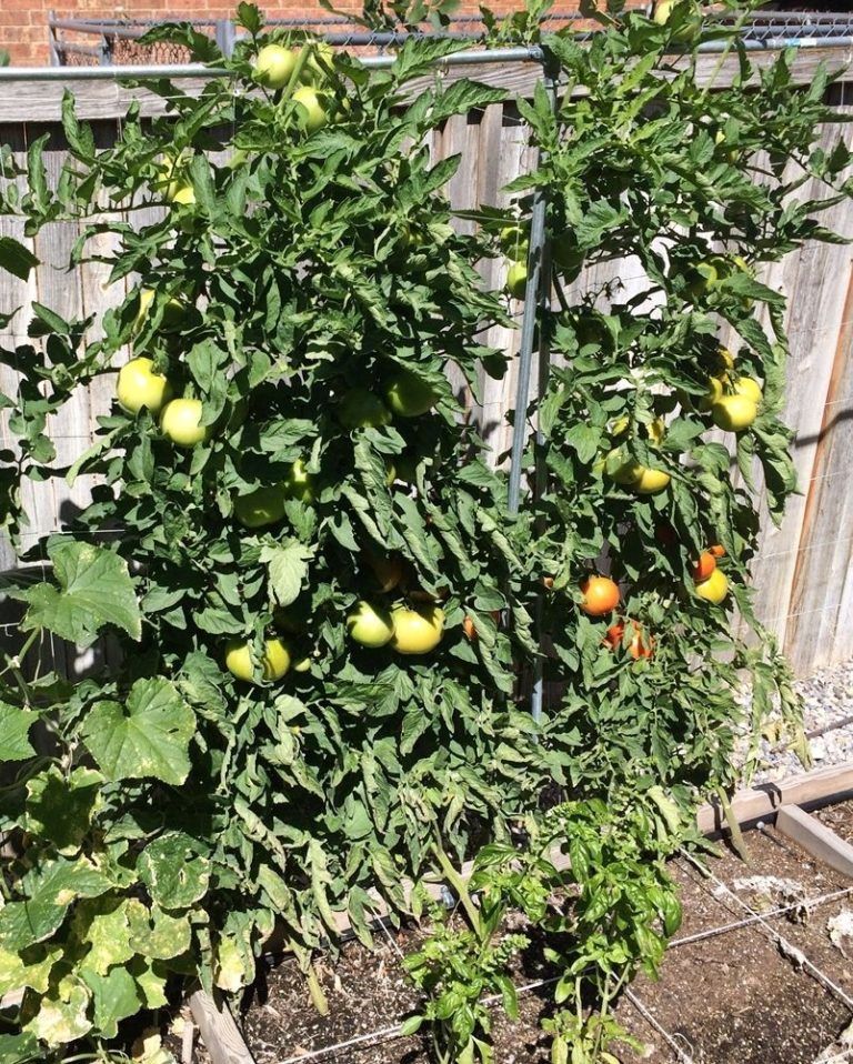 Bountiful tomato plants can be grown from seed.