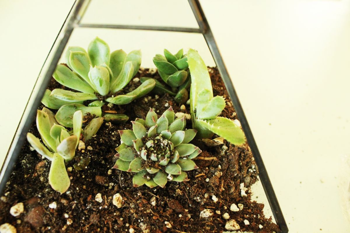 Add other plants to your terrarium