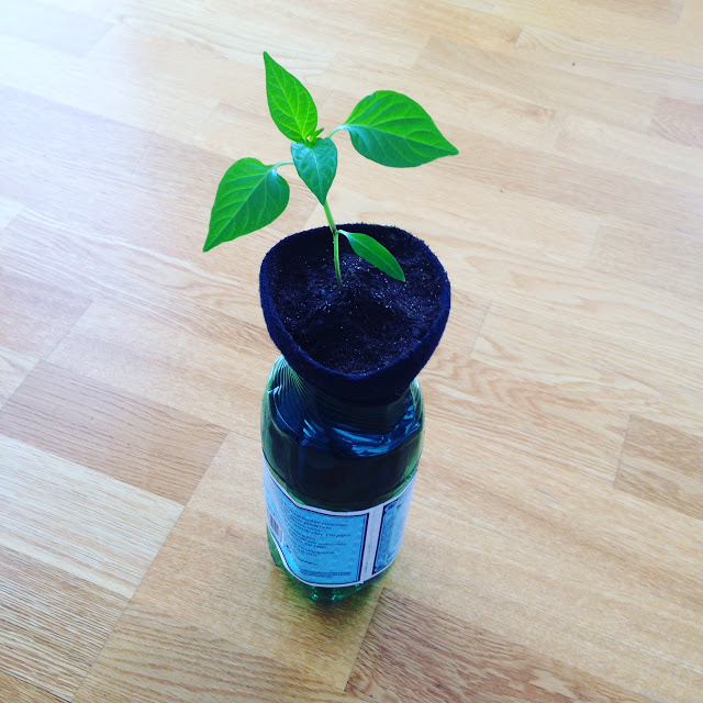 One Cut Soda Bottle Self-Watering Planter