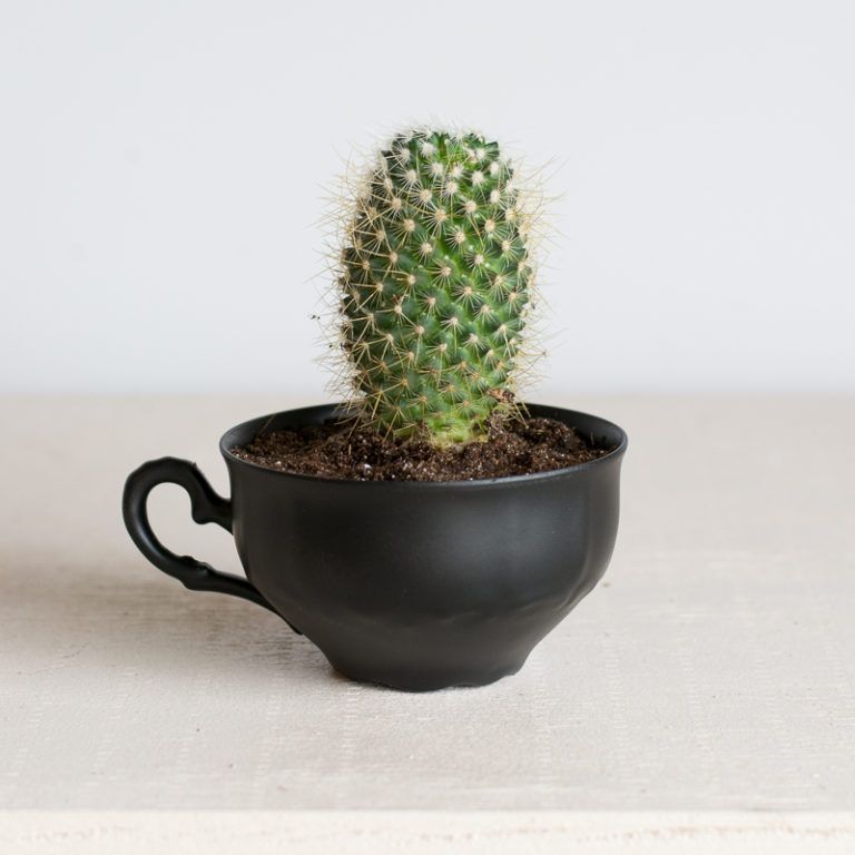 Cute succulent planter from a tea cup