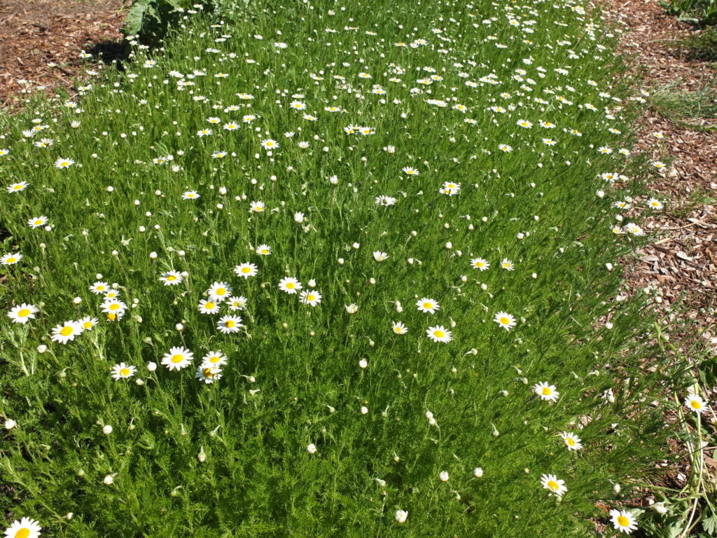 Roman Chamomile