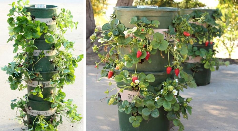 Super Simple DIY Self Watering Herb Garden