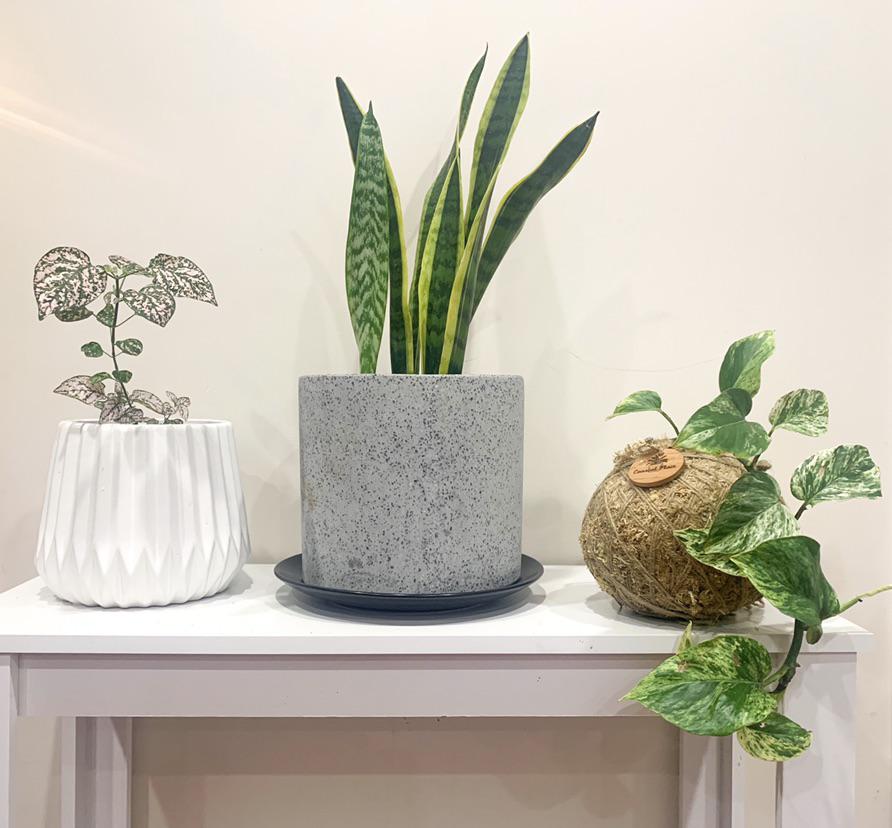 Snake plant and other plants on table