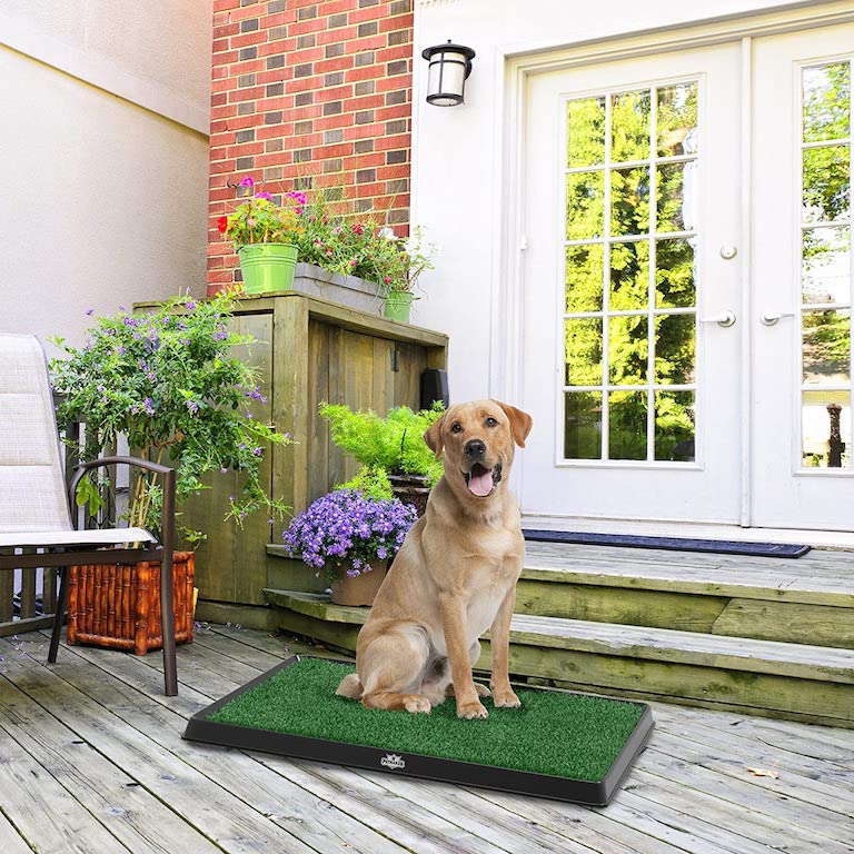 how to get dog pee out of carpet