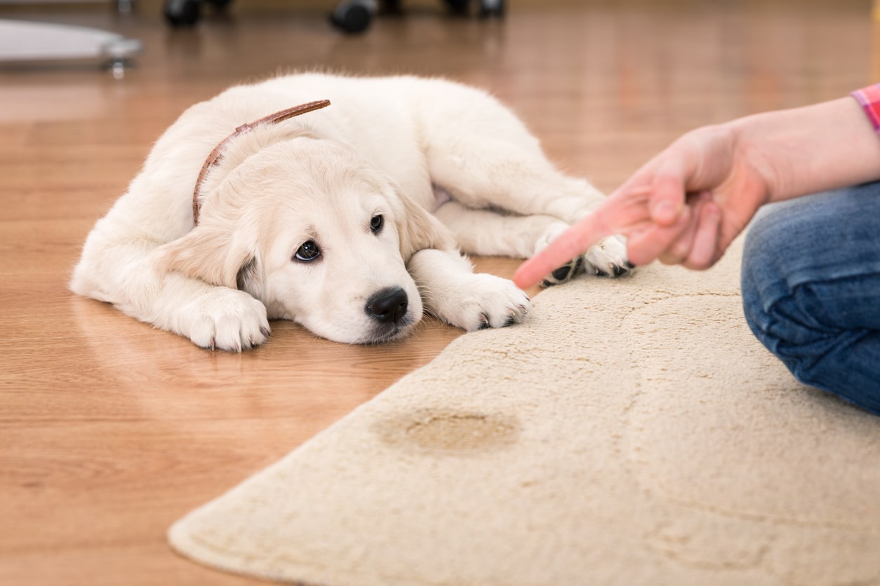 how-to-get-dog-pee-out-of-carpet