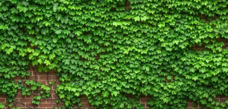 How To Kill Ivy And Identify Poison Ivy