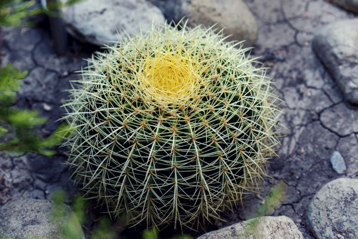 Barrel Cactus