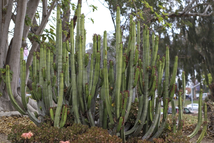 Organ Pipe Cactus