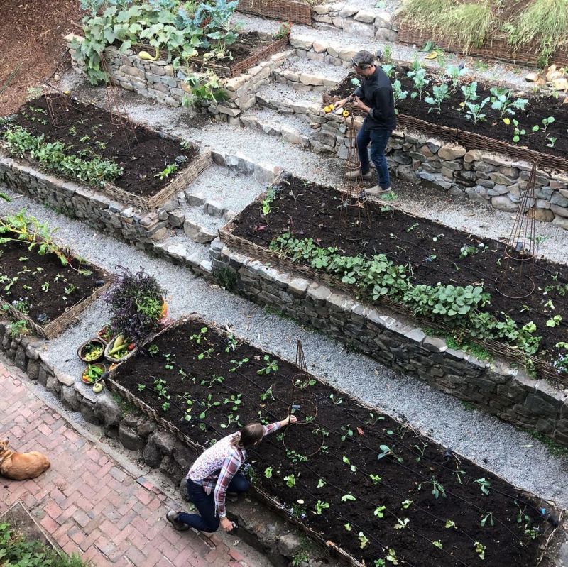 Sloping garden with ivy plantation