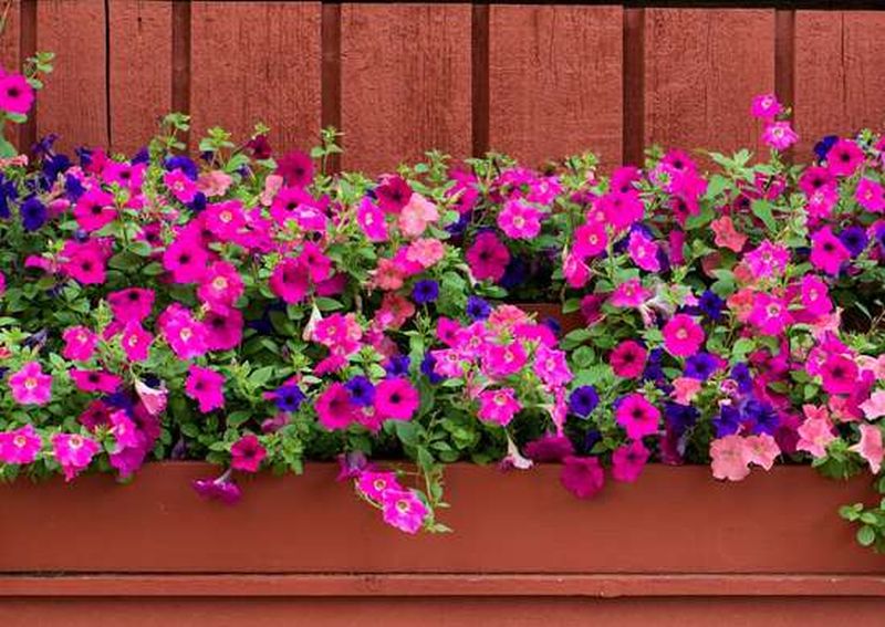 Build a Window Box