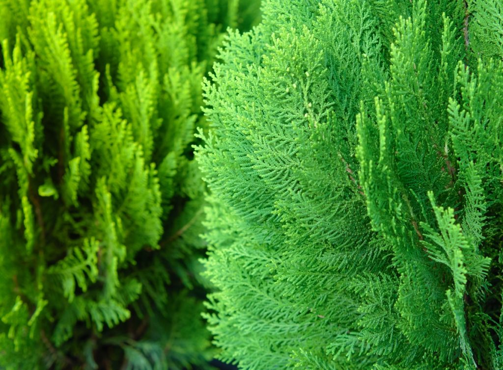 Cryptomeria Japonica