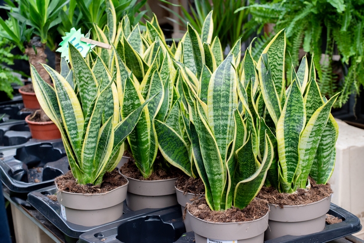 Big Snake Plant - Up To 8ft Tall