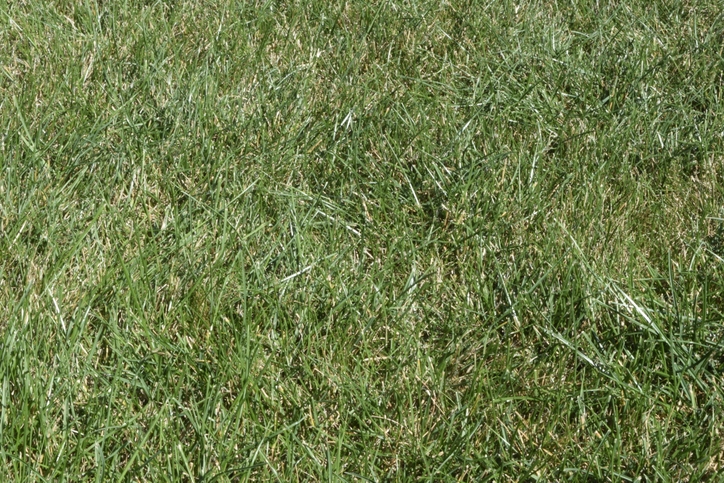 How To Identify & Kill These Annoying Lawn Weeds