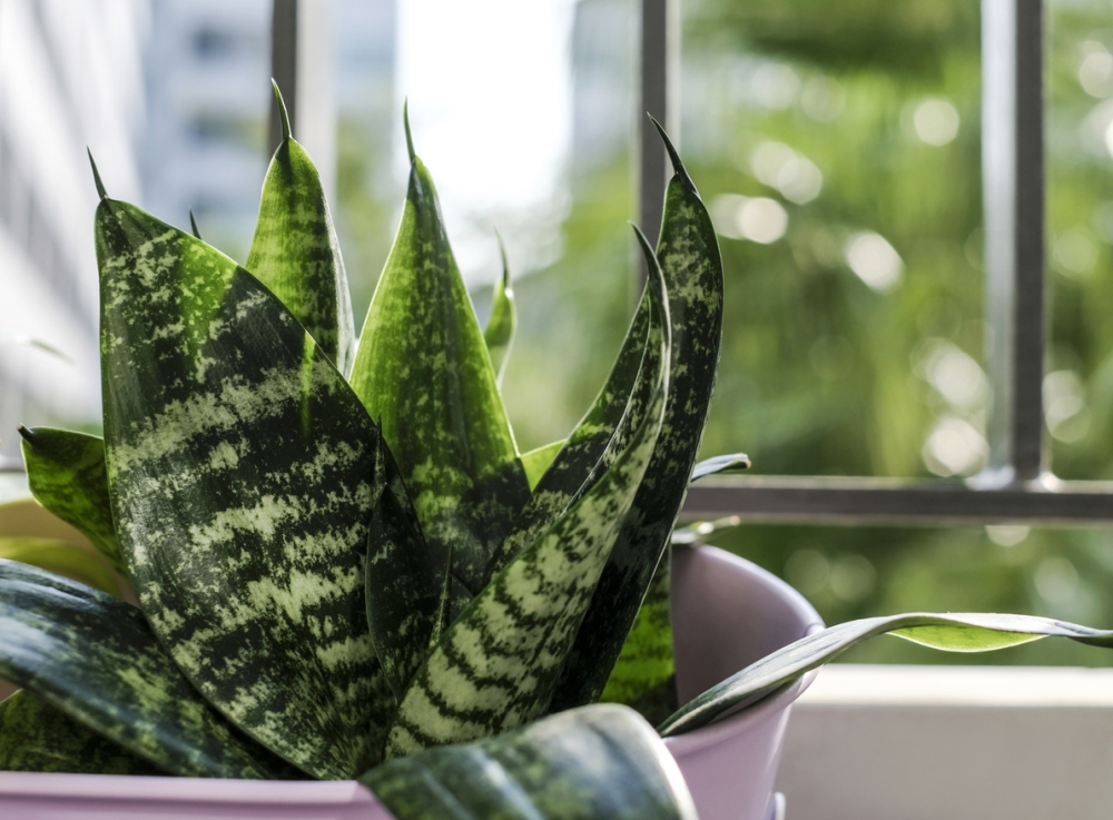 Snake plant