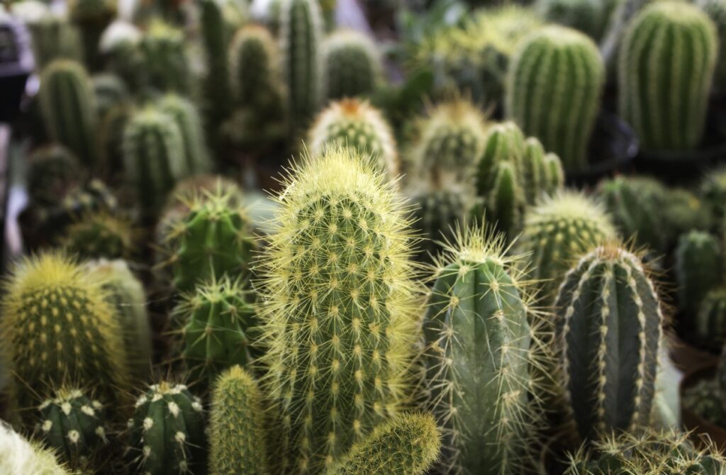 Growth Phases of Indoor Cactus