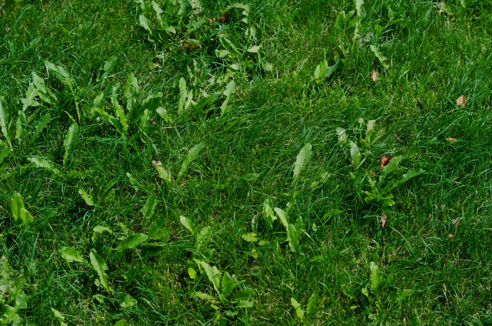 Types Of Weeds That Grow in Grass