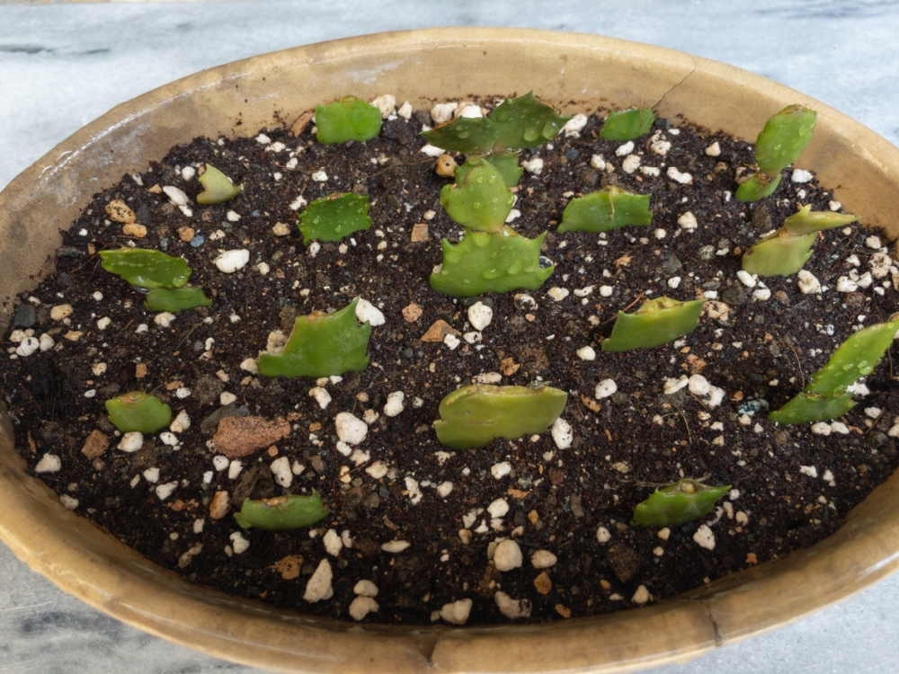 How to Grow Cactus from Cuttings