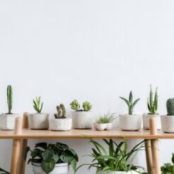 Indoor Cactus