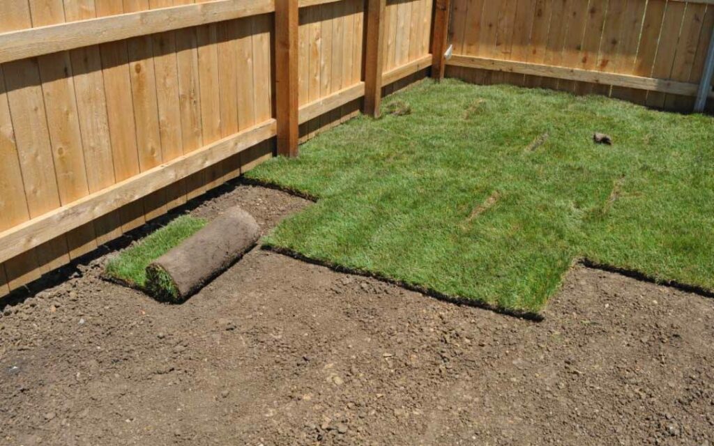 Sod Grass