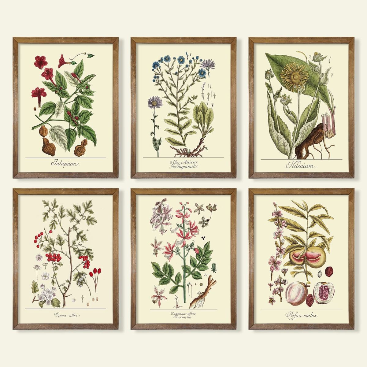 Botanical Wall Prints