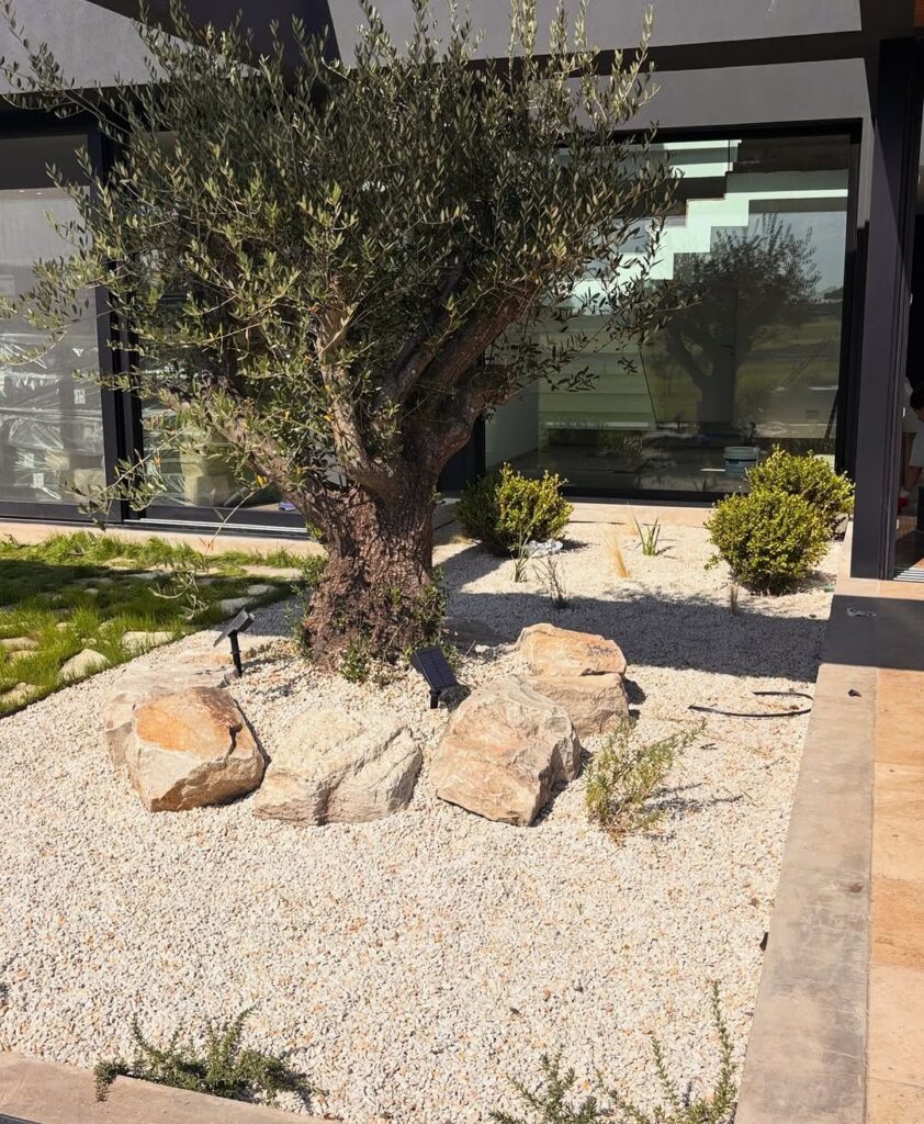 15 Olive Tree Landscaping Ideas That Make Outdoor Spaces Feel Mediterranean
