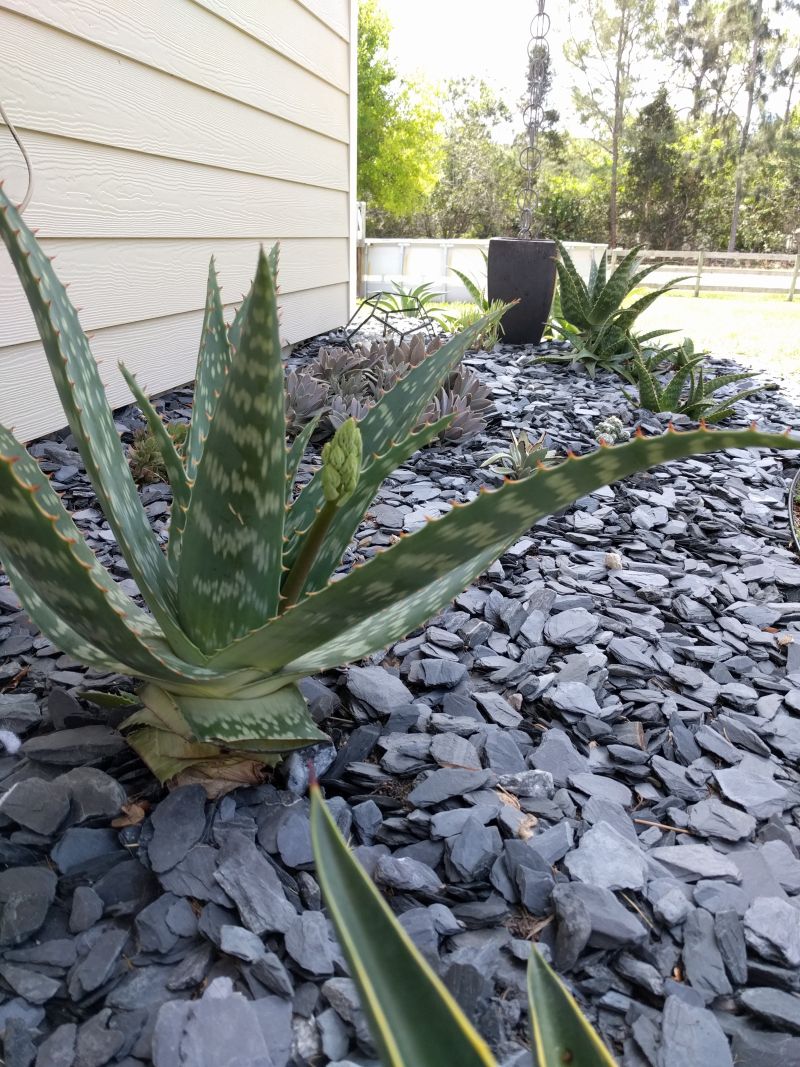 Agaves Introduced Sharp Leaves and Cream-Colored Edges