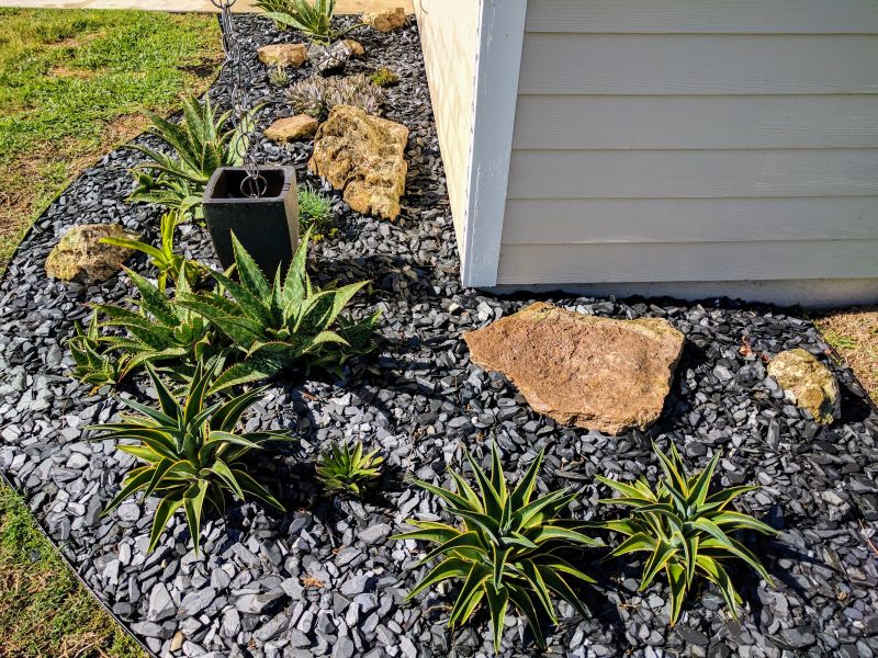Aloe Plants Added Height Before Their Flowers Appeared