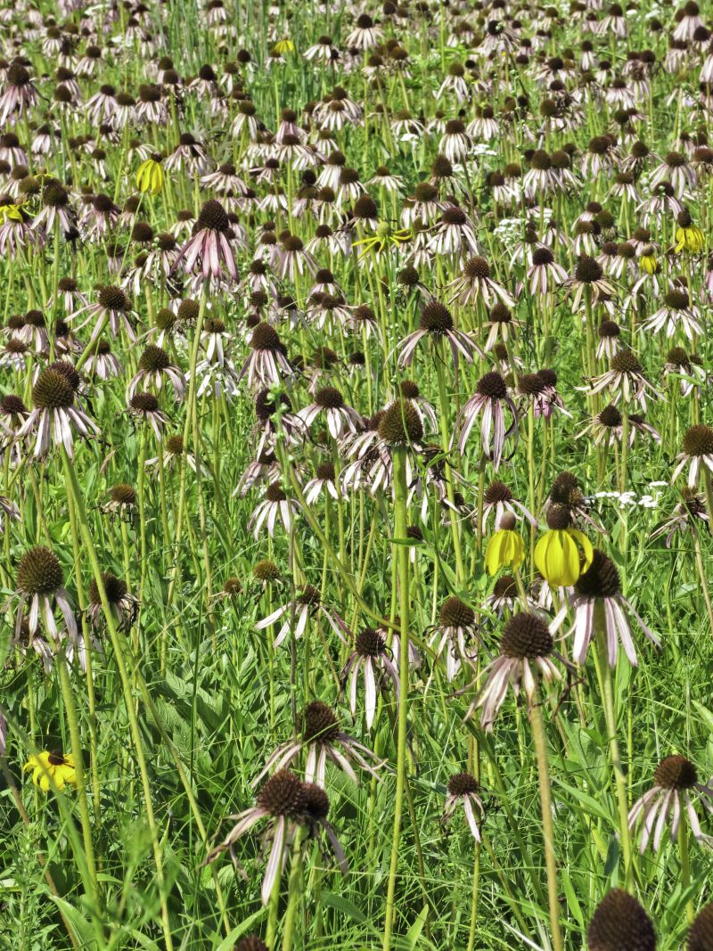 Black-Eyed Susans Keep Their Dark Seed Cones After the Petals Fall