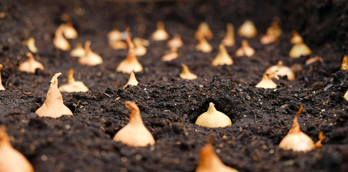 Chaos bulb planting