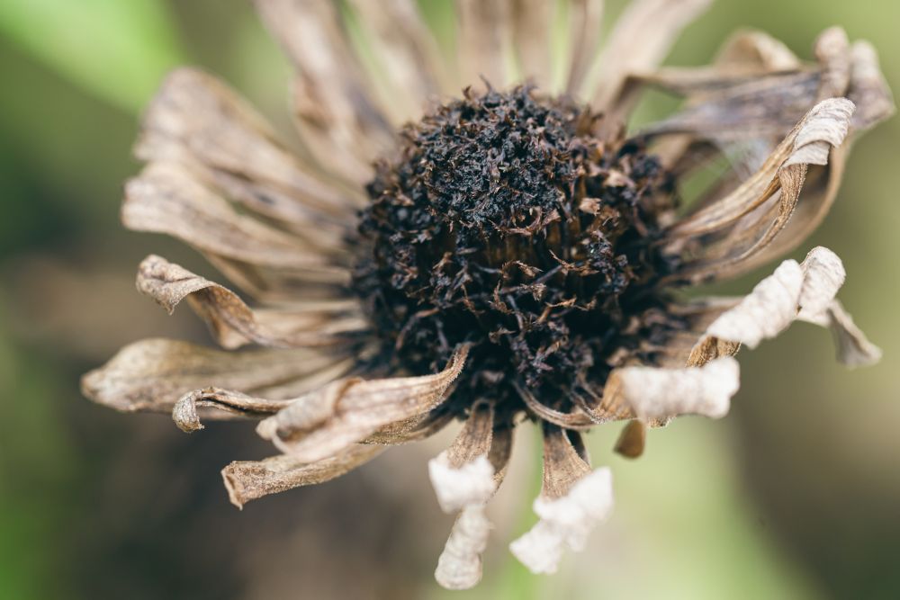 Coneflowers Hold Seeds That Goldfinches Eat Through Winter