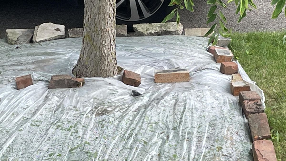 He Covered the Weeds Around His Tree With Clear Plastic Gardeners Warned Him About the Roots