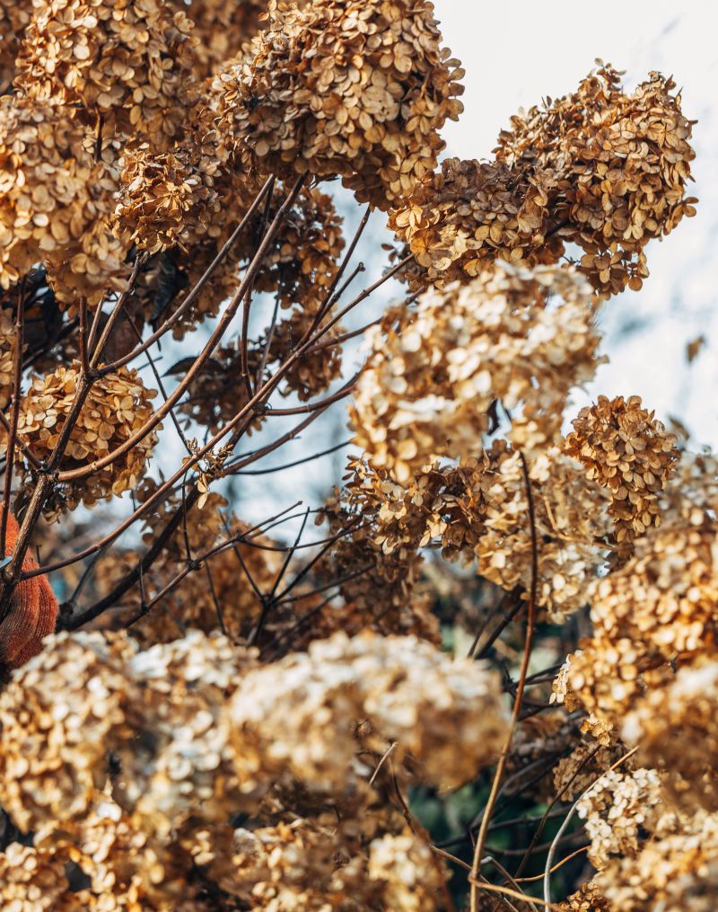 Hydrangeas Can Lose Next Year's Flowers to Fall Pruning