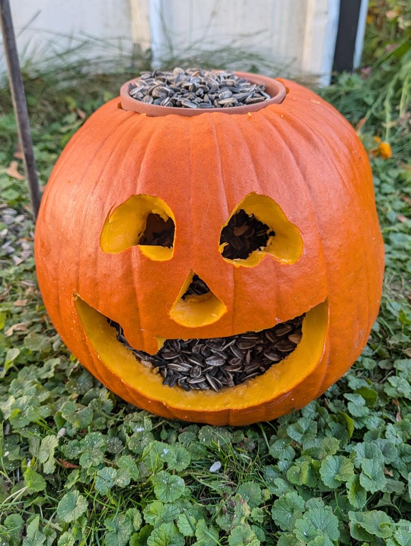 Make a Pumpkin Feeding Station for Squirrels