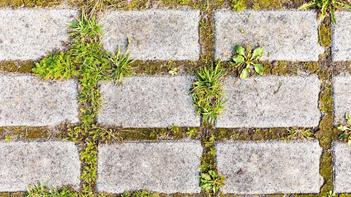 More Weeds Do Not Make Detergent a Better Choice