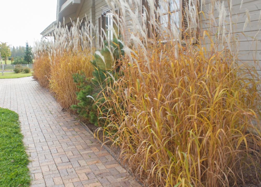 Ornamental Grasses Provide Winter Cover That Short Stubble Cannot