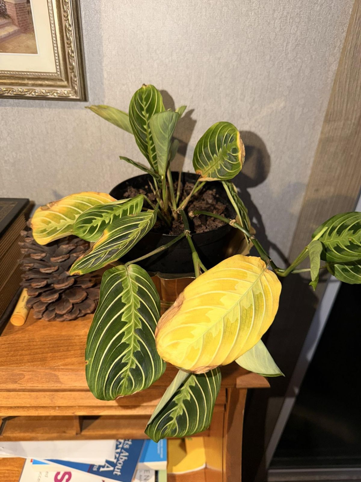 Prayer Plant Is Healthy Why the Older Ones Keep Turning Yellow
