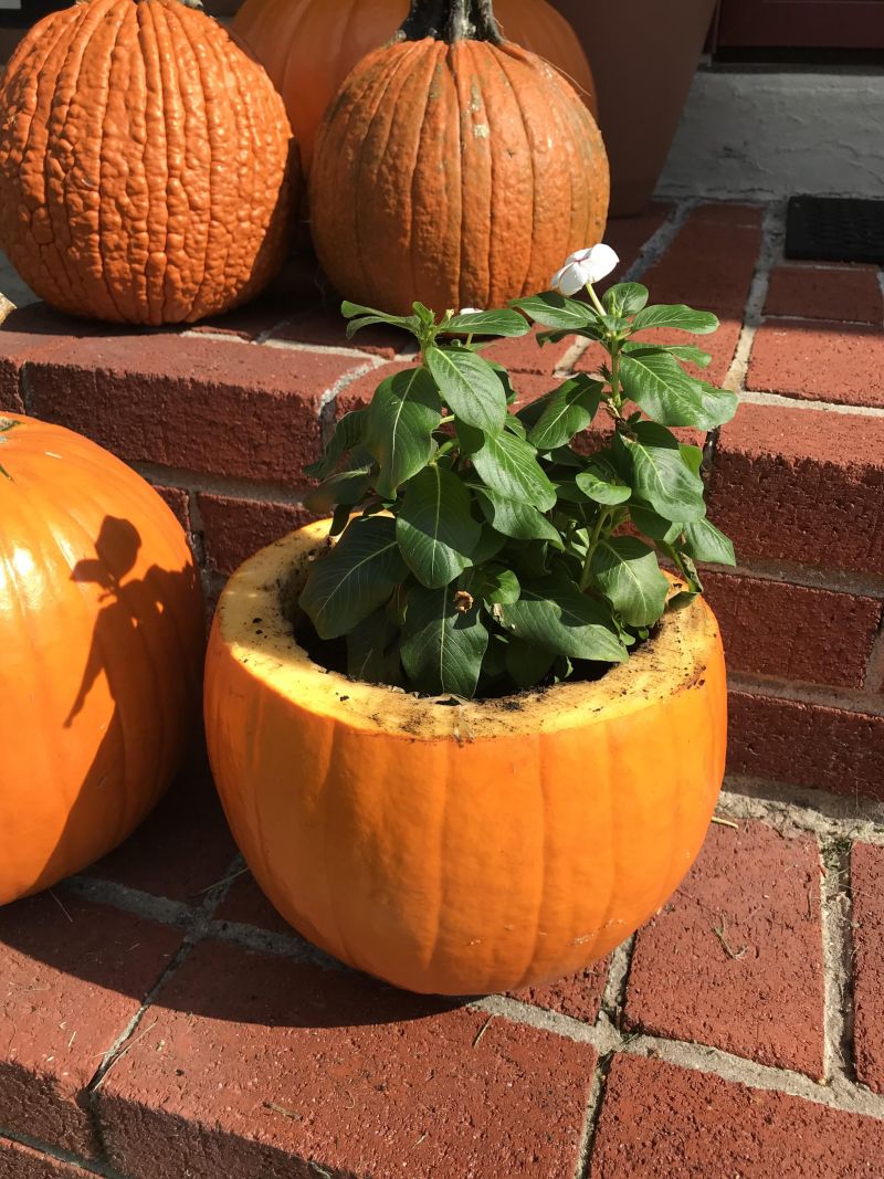 Pumpkin flower pot for entryway
