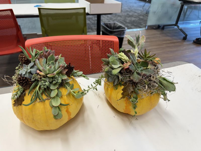 Pumpkin pumpkulents