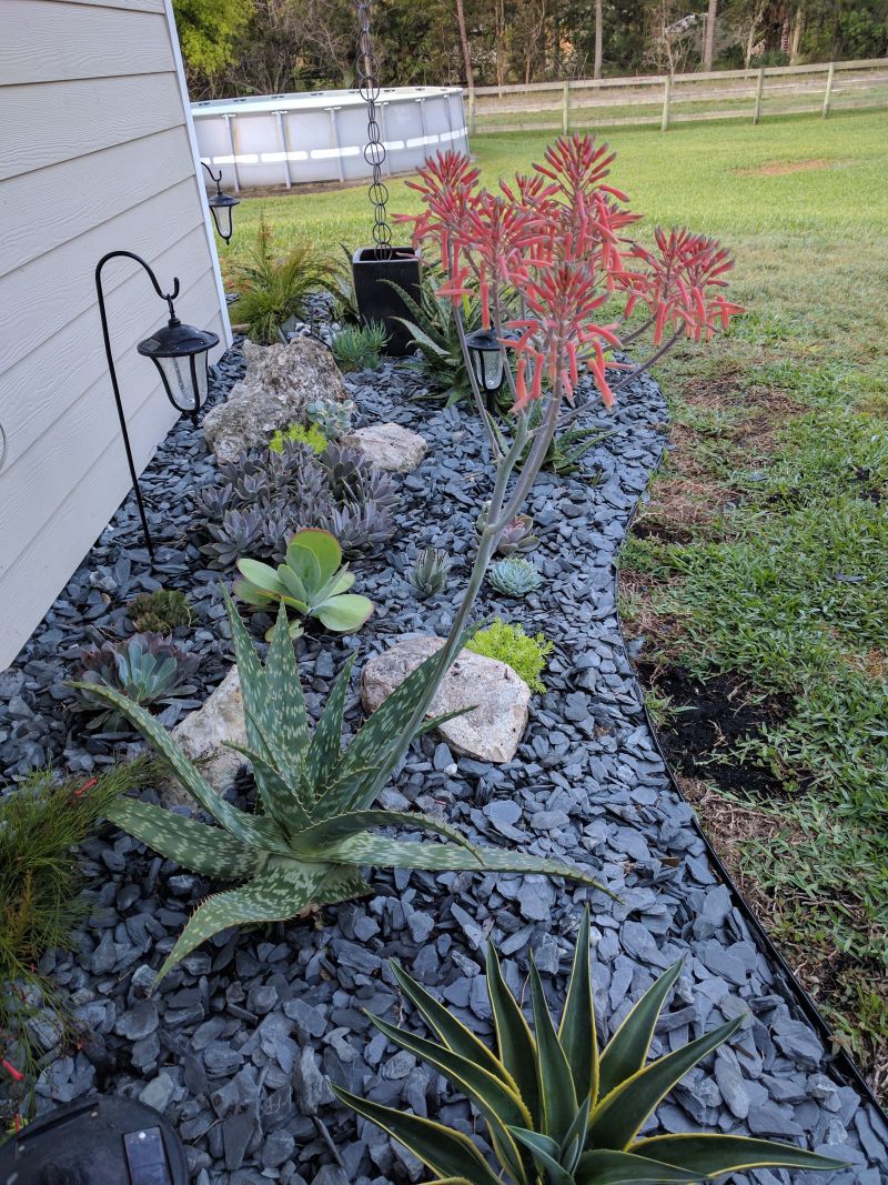 Red-Orange Aloe Flowers Rose Above the Succulents
